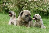 CANE CORSO 1103